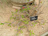 Euphorbe - Euphorbia Milli - Euphorbia Splendens (fam Euphorbiacees) (Madagascar) (01) (Photo F. Mrugala)